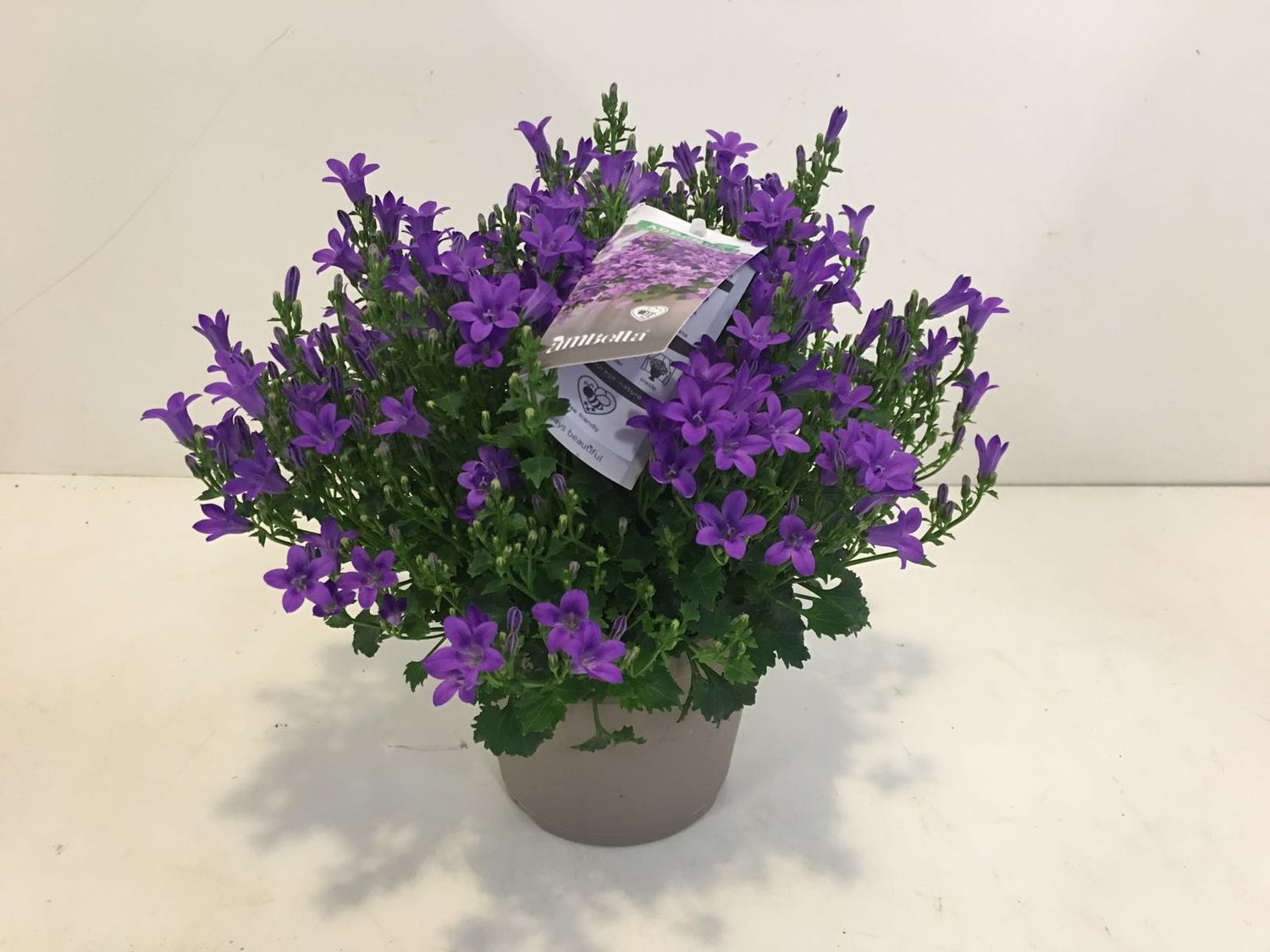 Campanula portenschlagiana AMBELLA INTENS PURPLE (P14 cm H25 - 30 cm ...