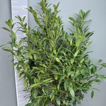 Prunus laurocerasus 'Herbergii'