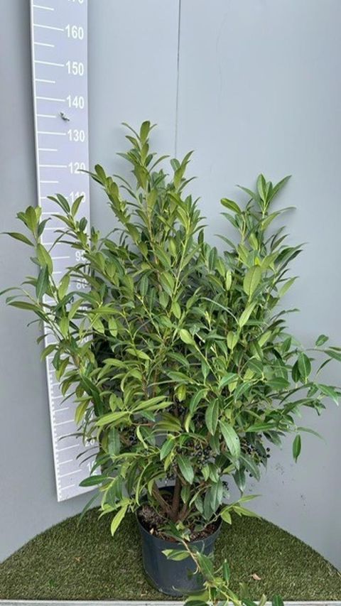 Prunus laurocerasus 'Herbergii'