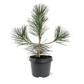 Pinus thunbergii