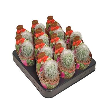 Cephalocereus senilis