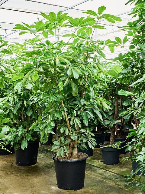 Schefflera actinophylla 'Amate'