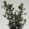 Ilex aquifolium