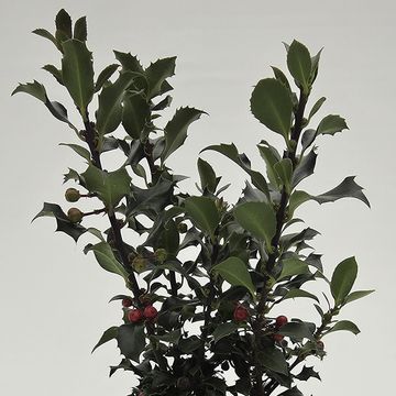 Ilex aquifolium