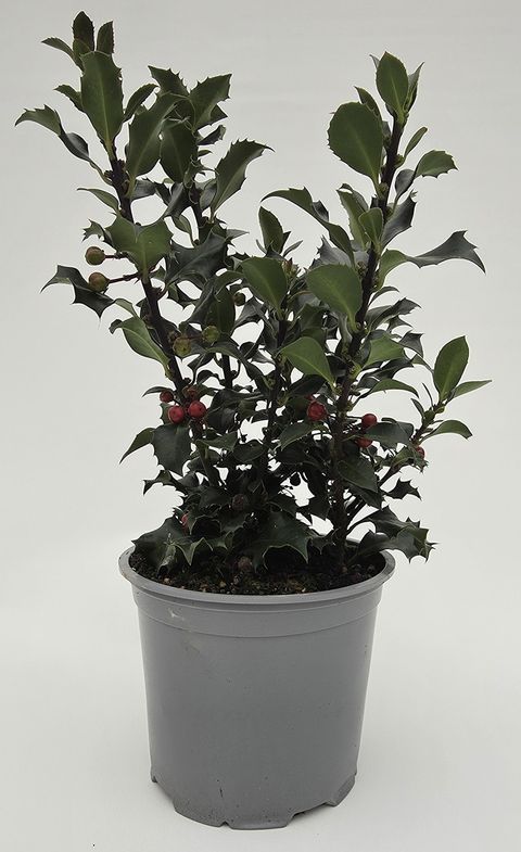Ilex aquifolium