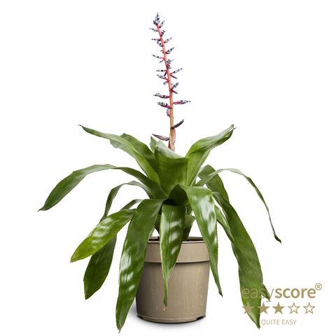 Aechmea 'Blue Rain'