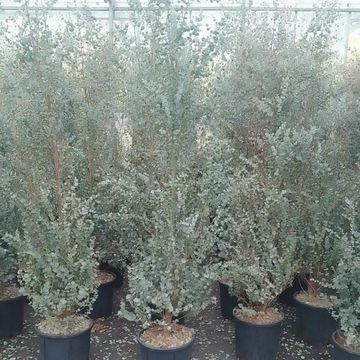 Eucalyptus gunnii AZURA