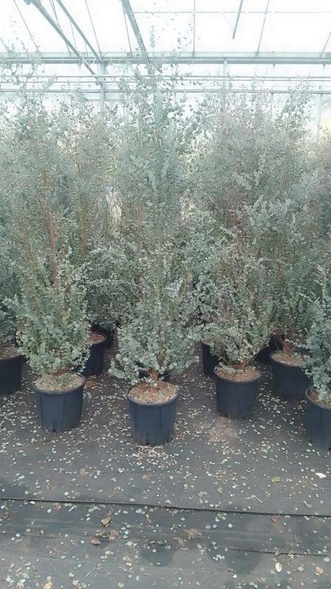 Eucalyptus gunnii AZURA