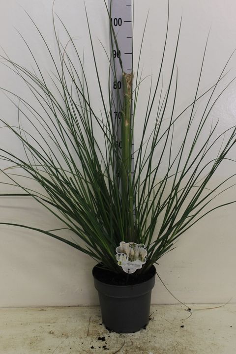 Cortaderia selloana 'Junior'