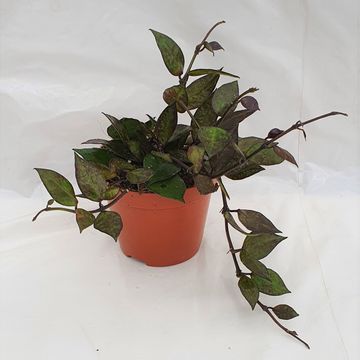 Hoya krohniana BLACK LEAVES
