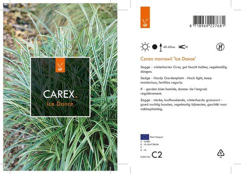 Carex morrowii 'Ice Dance'