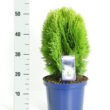 Platycladus orientalis 'Aurea Nana'