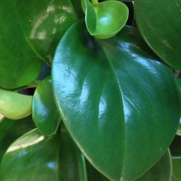Peperomia obtusifolia