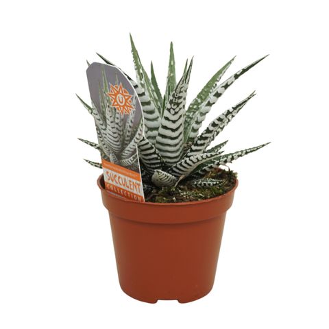 Haworthia fasciata 'Alba'