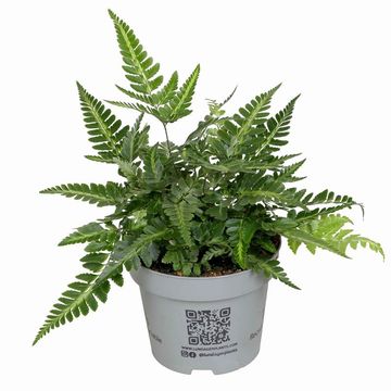 Arachniodes aristata 'Variegata'