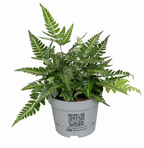 Arachniodes aristata 'Variegata'