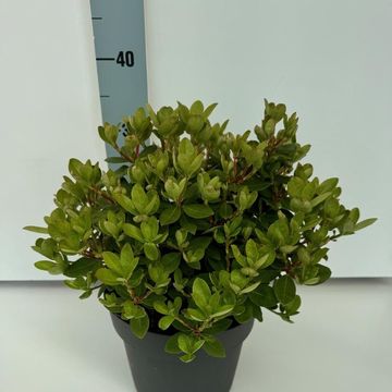 Rhododendron 'Shamrock'