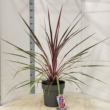 Cordyline australis 'Can Can'