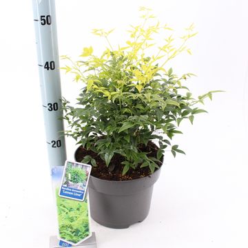 Nandina domestica MAGICAL LEMON & LIME