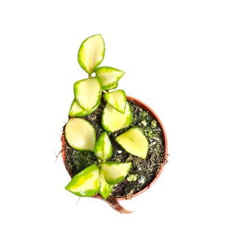 Hoya heuschkeliana 'Variegata'