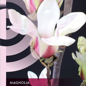 Magnolia concinna 'Sunrise'