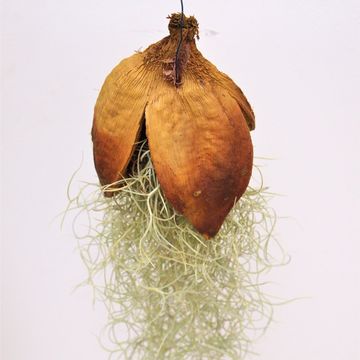 Tillandsia usneoides