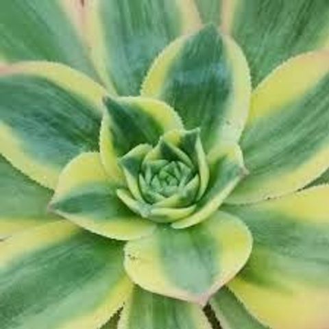 Aeonium arboreum 'Sunburst'