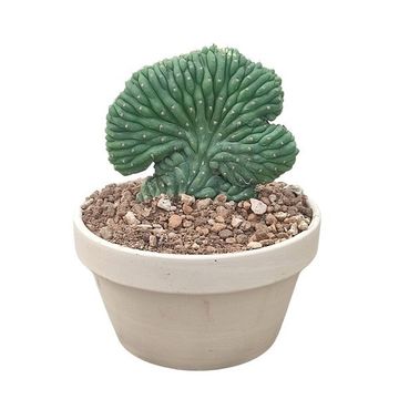 Trichocereus pachanoi cristata