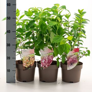 Hydrangea paniculata MIX
