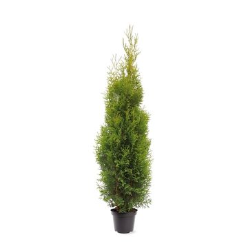 Thuja occidentalis 'King of Brabant'