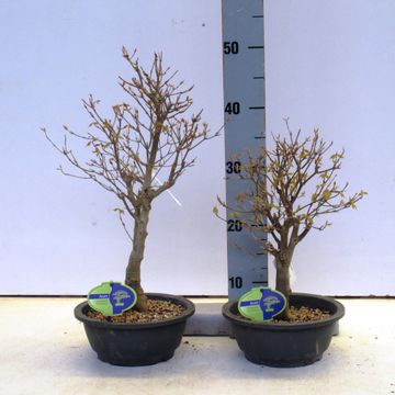 Acer buergerianum