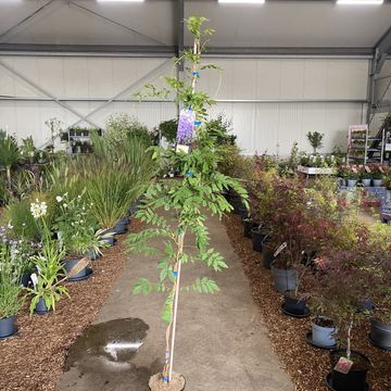 Wisteria sinensis 'Prolific'