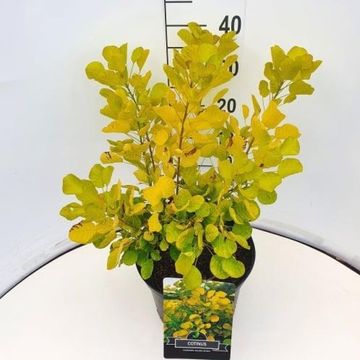 Cotinus coggygria GOLDEN SPIRIT