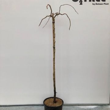 Corylus avellana PURPLE UMBRELLA