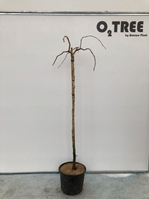 Corylus avellana PURPLE UMBRELLA