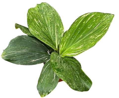 Kaempferia pulchra 'Marble Variegata'