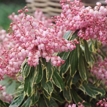 Pieris japonica RALTO ROSE