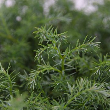 Chamaecyparis pisifera 'Squarrosa'