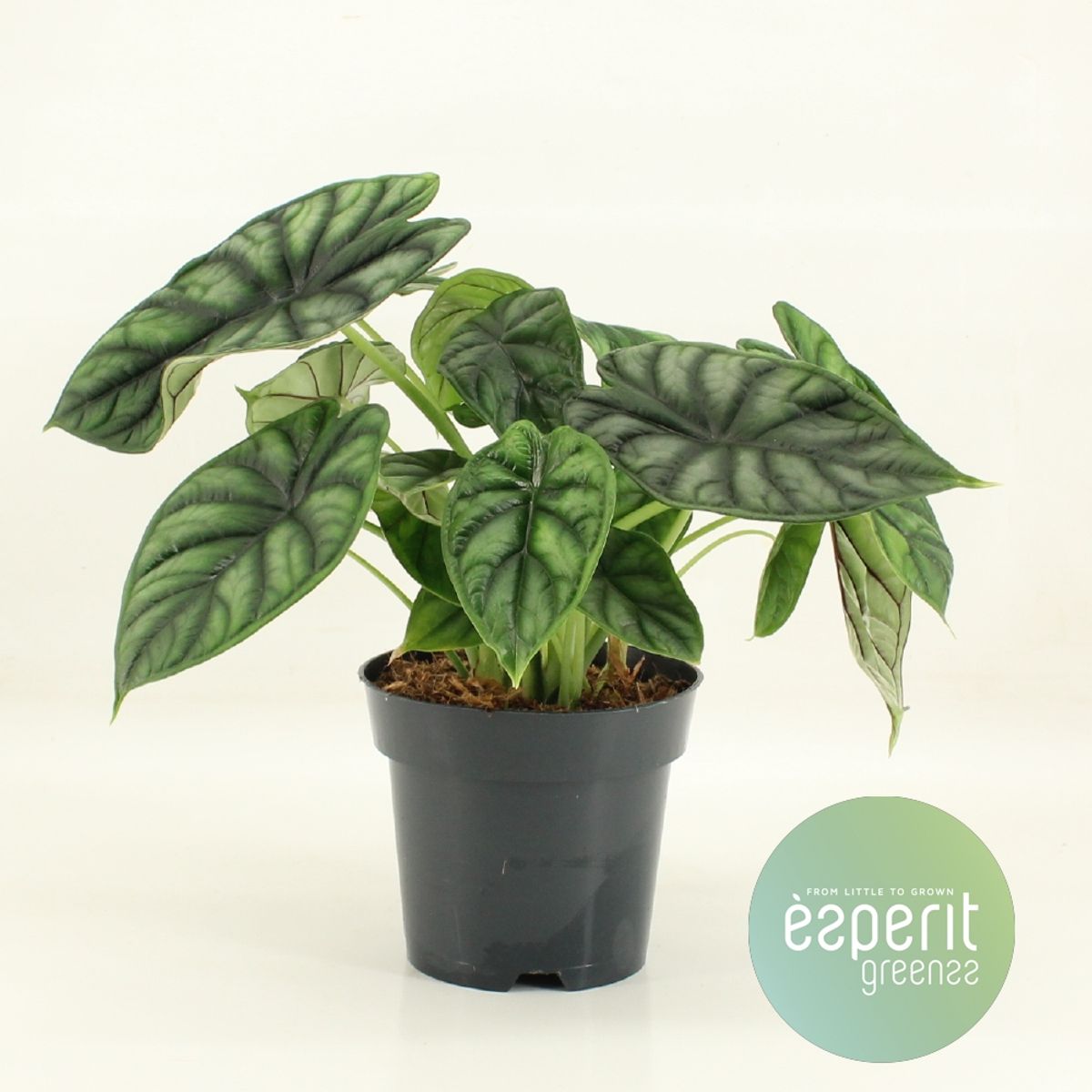 『SALE』Alocasia Dragon Scale var (TC) 2-6 Alocasia 'Dragon Scale' — Toptan Bitki Satışı FlorAccess