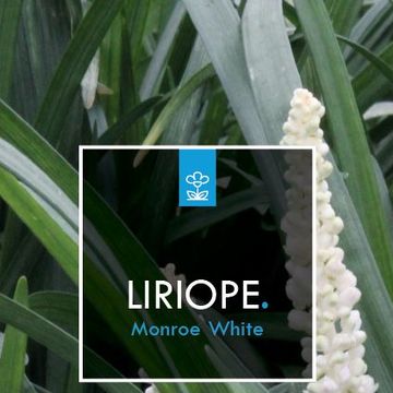 Liriope muscari 'Monroe White'