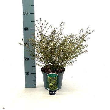 Coprosma 'Beatson's Gold'