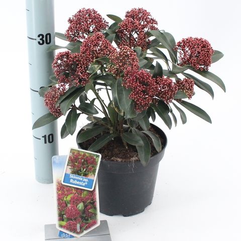 Skimmia japonica RUBESTA