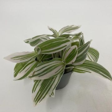 Tradescantia 'White Cobra'