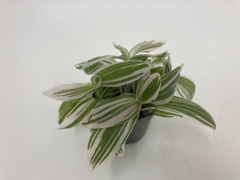 Tradescantia 'White Cobra'