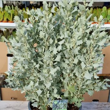 Atriplex nummularia 'Silver Holly'