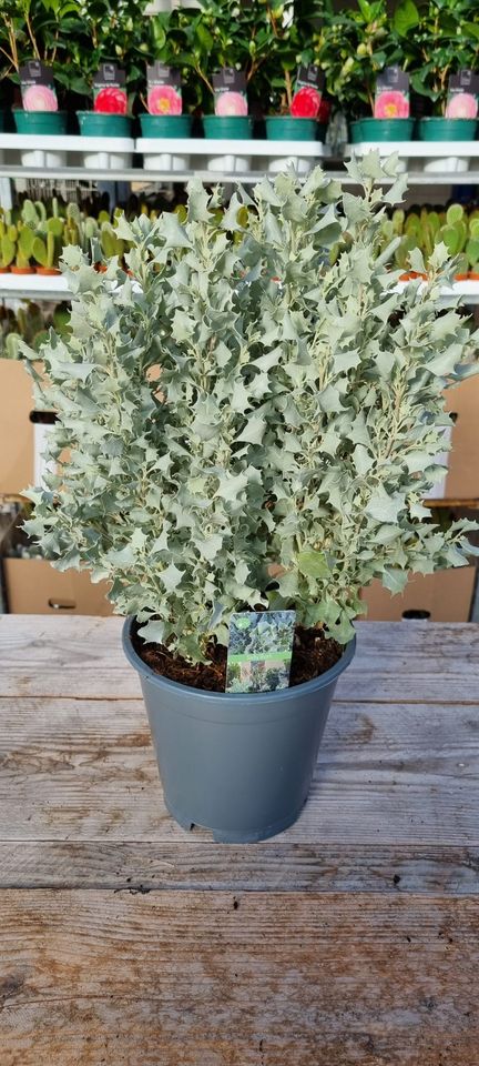 Atriplex nummularia 'Silver Holly'