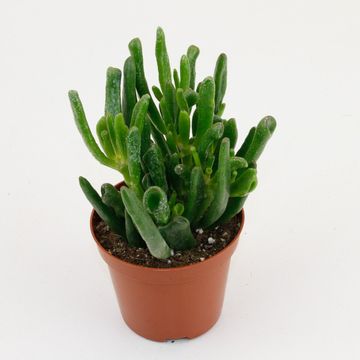 Crassula ovata 'Horntree'