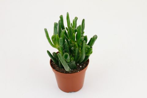 Crassula ovata 'Horntree'