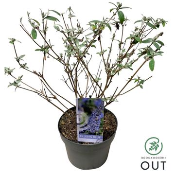 Buddleja davidii 'Ellen's Blue'