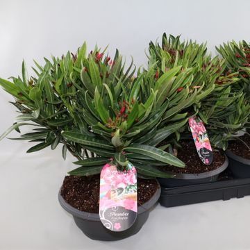Nerium oleander MIX IN POT
